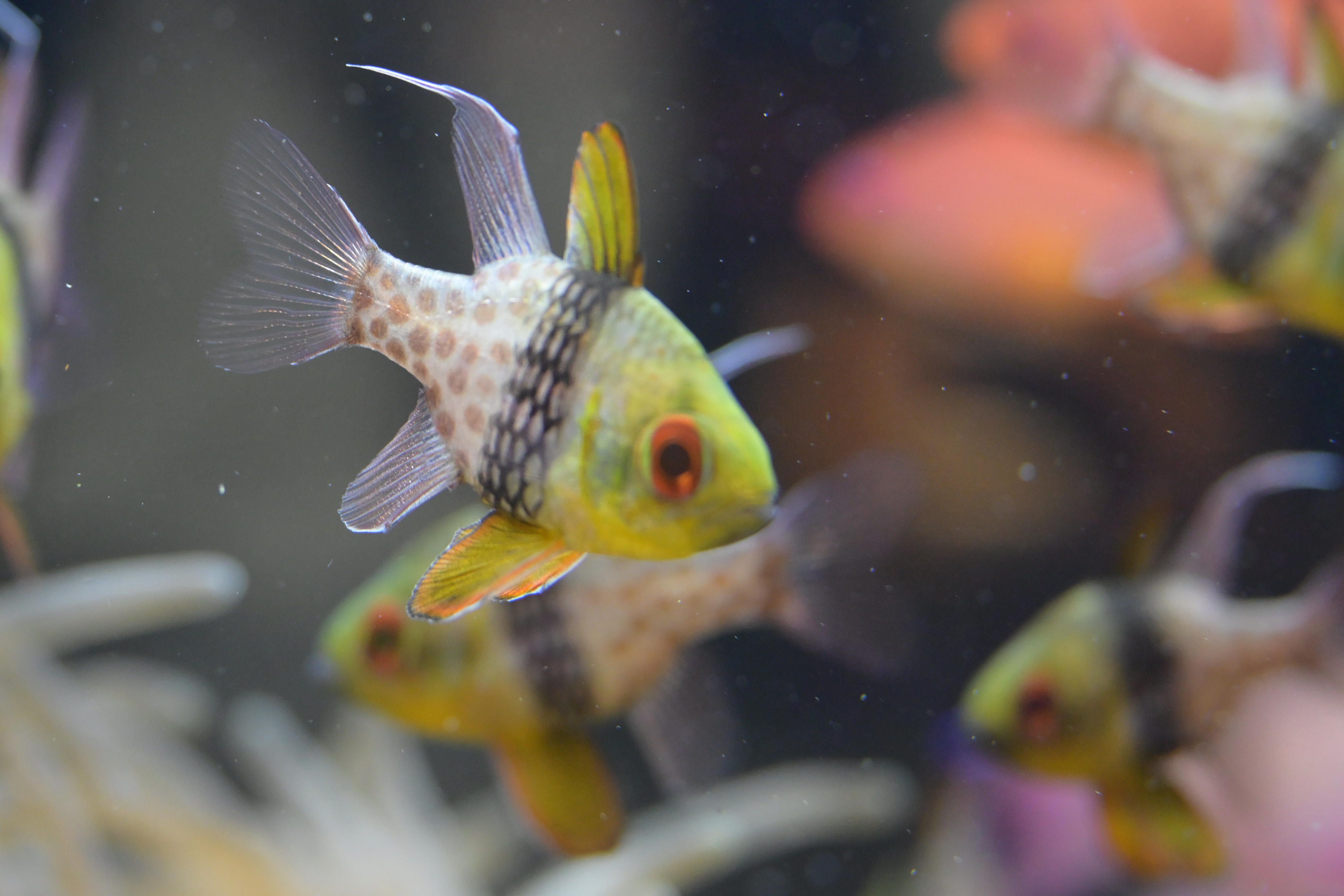 Image in a image block