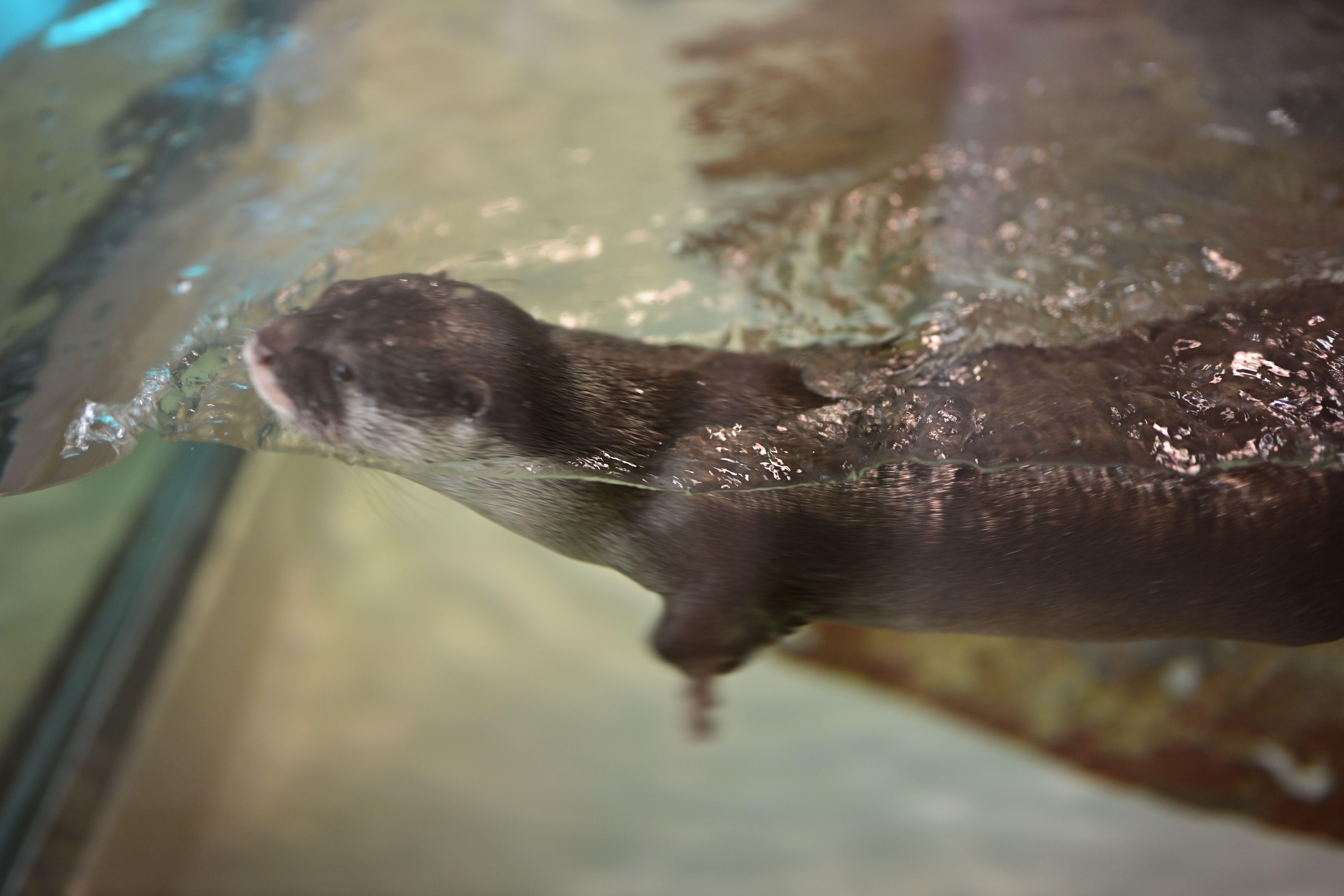 Image in a image block