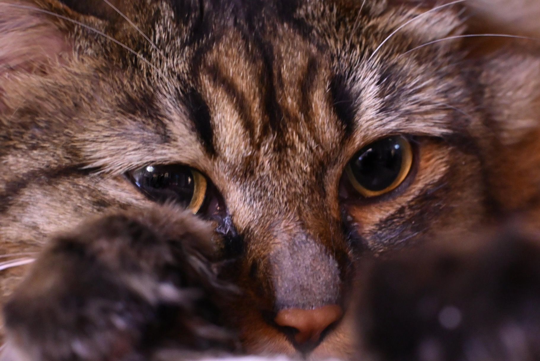 Image in a image block