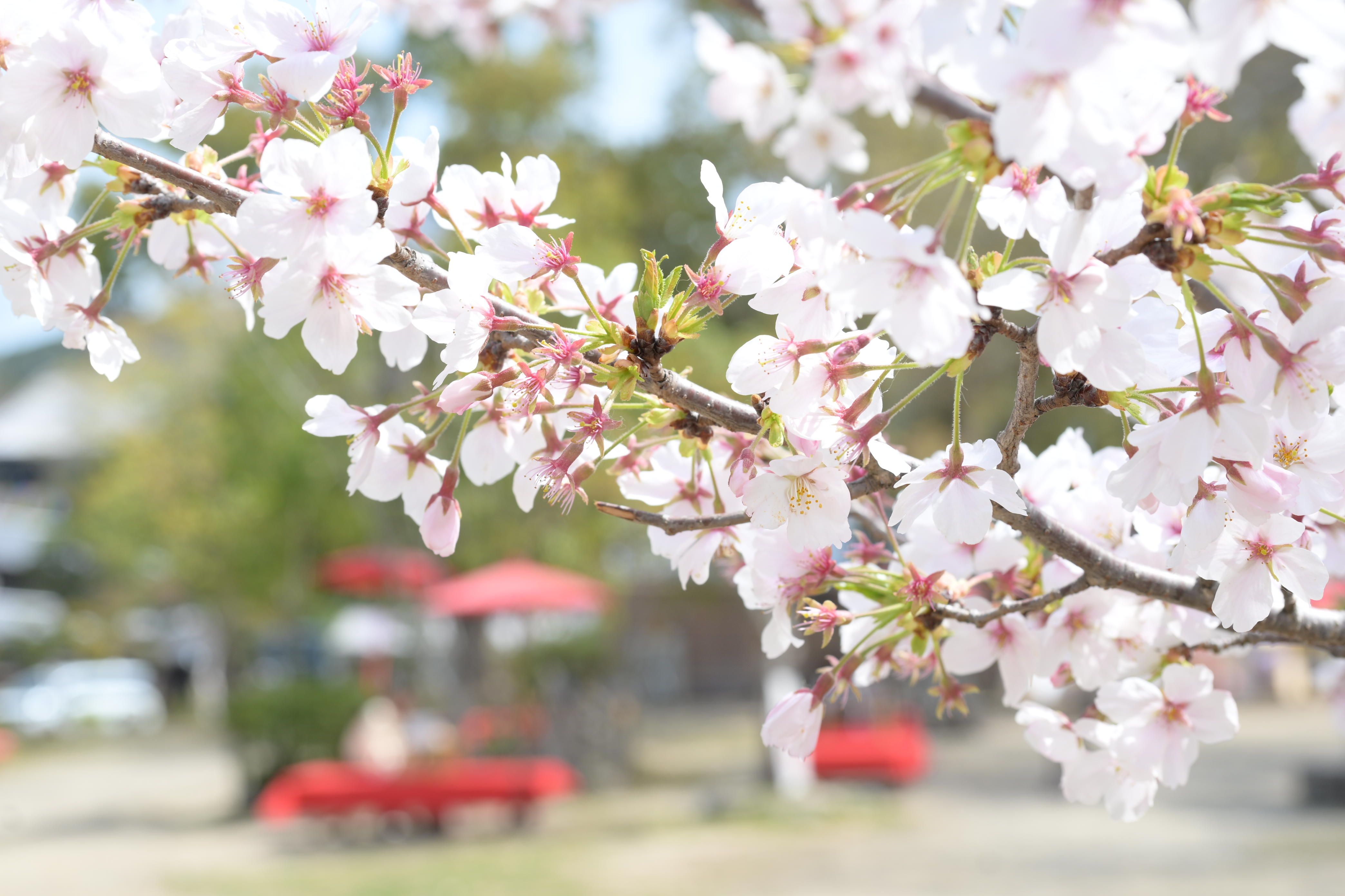 Image in a image block