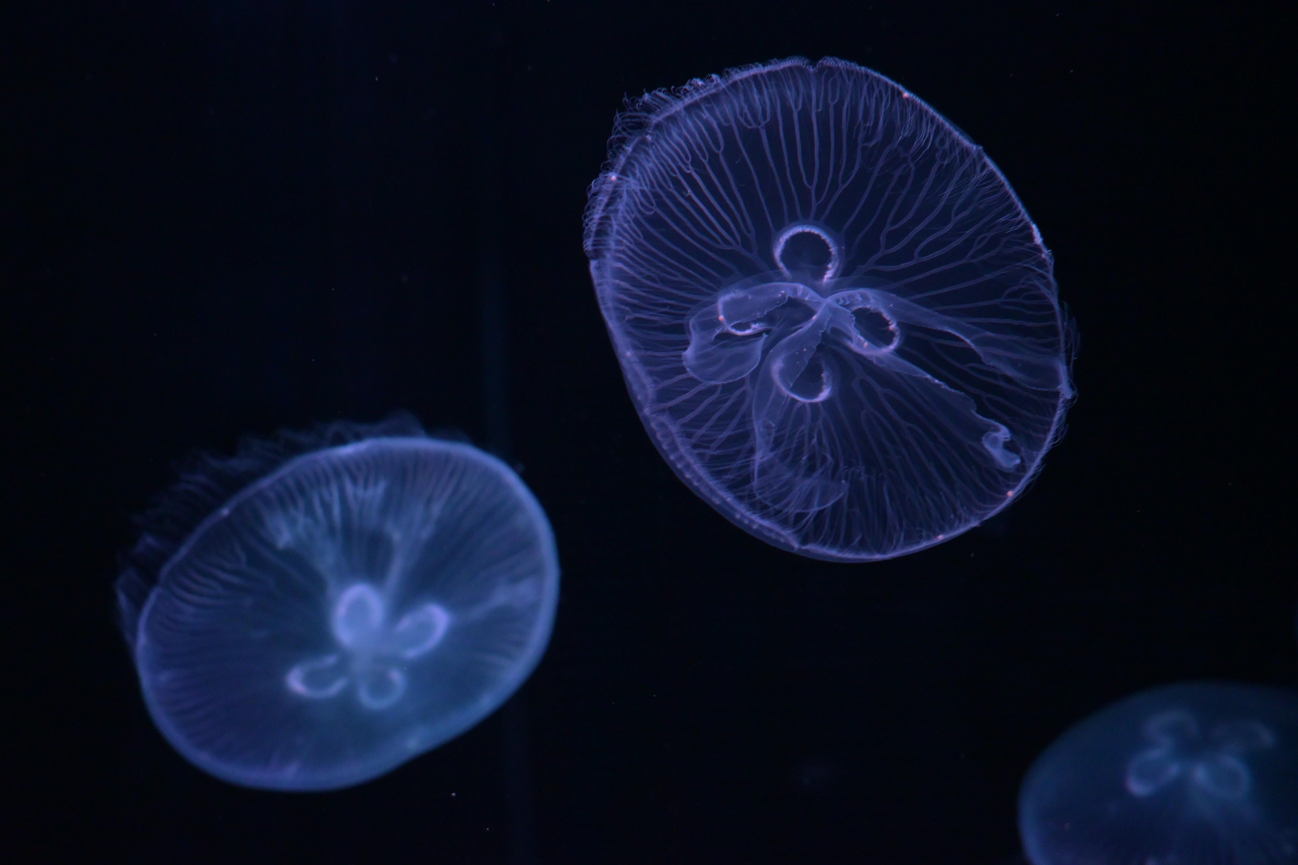 Image in a image block