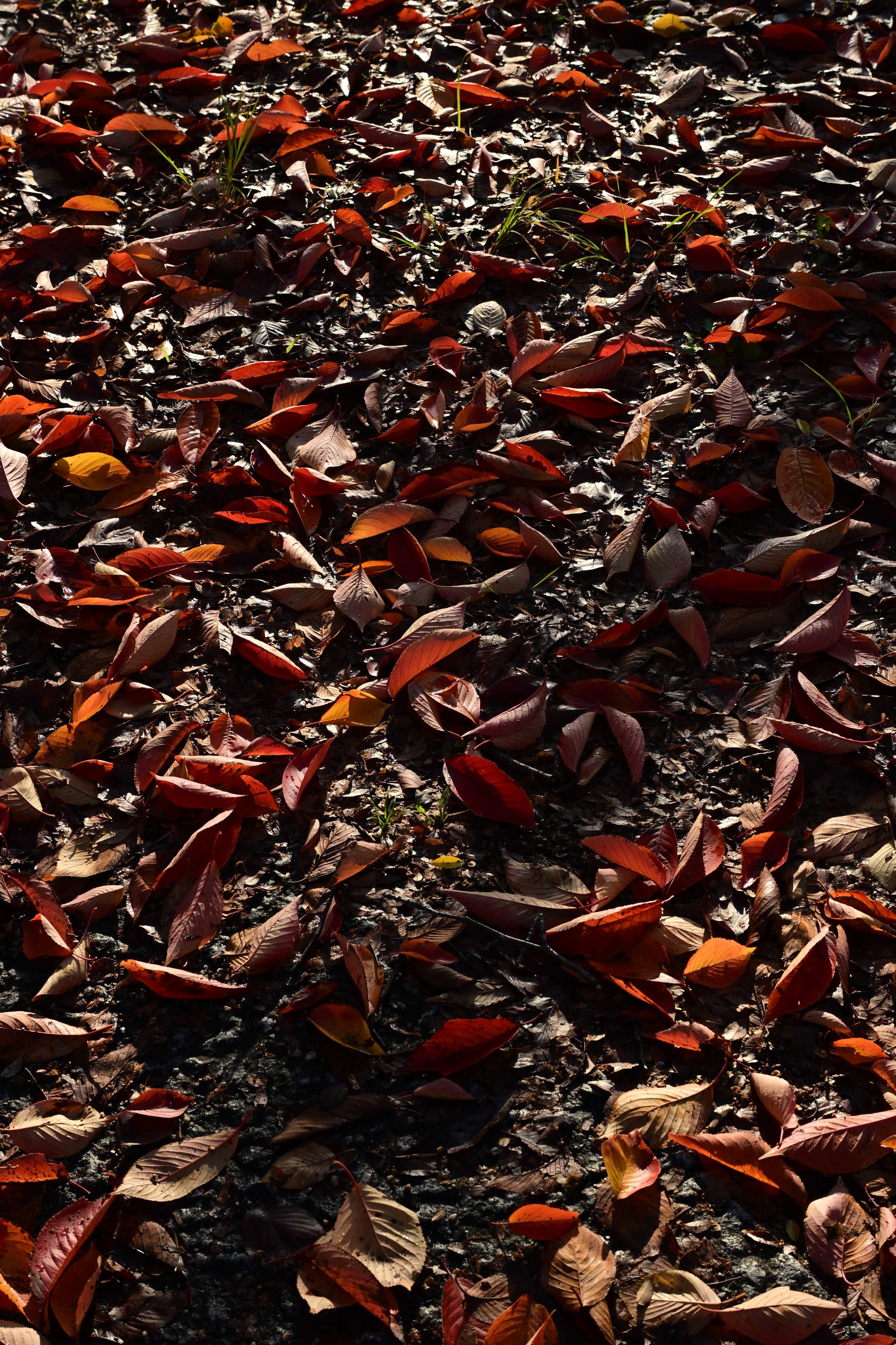 Image in a image block