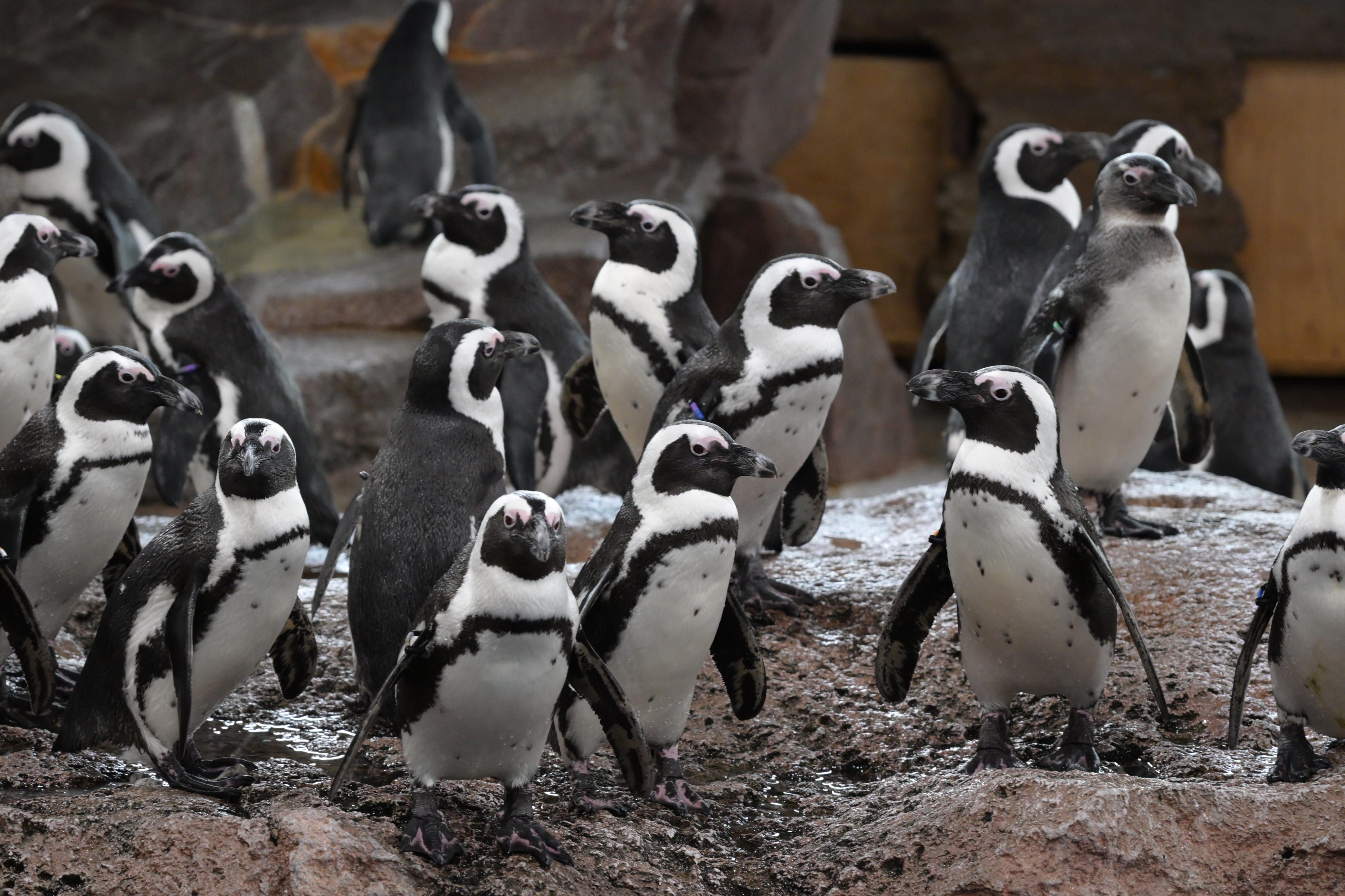 Image in a image block