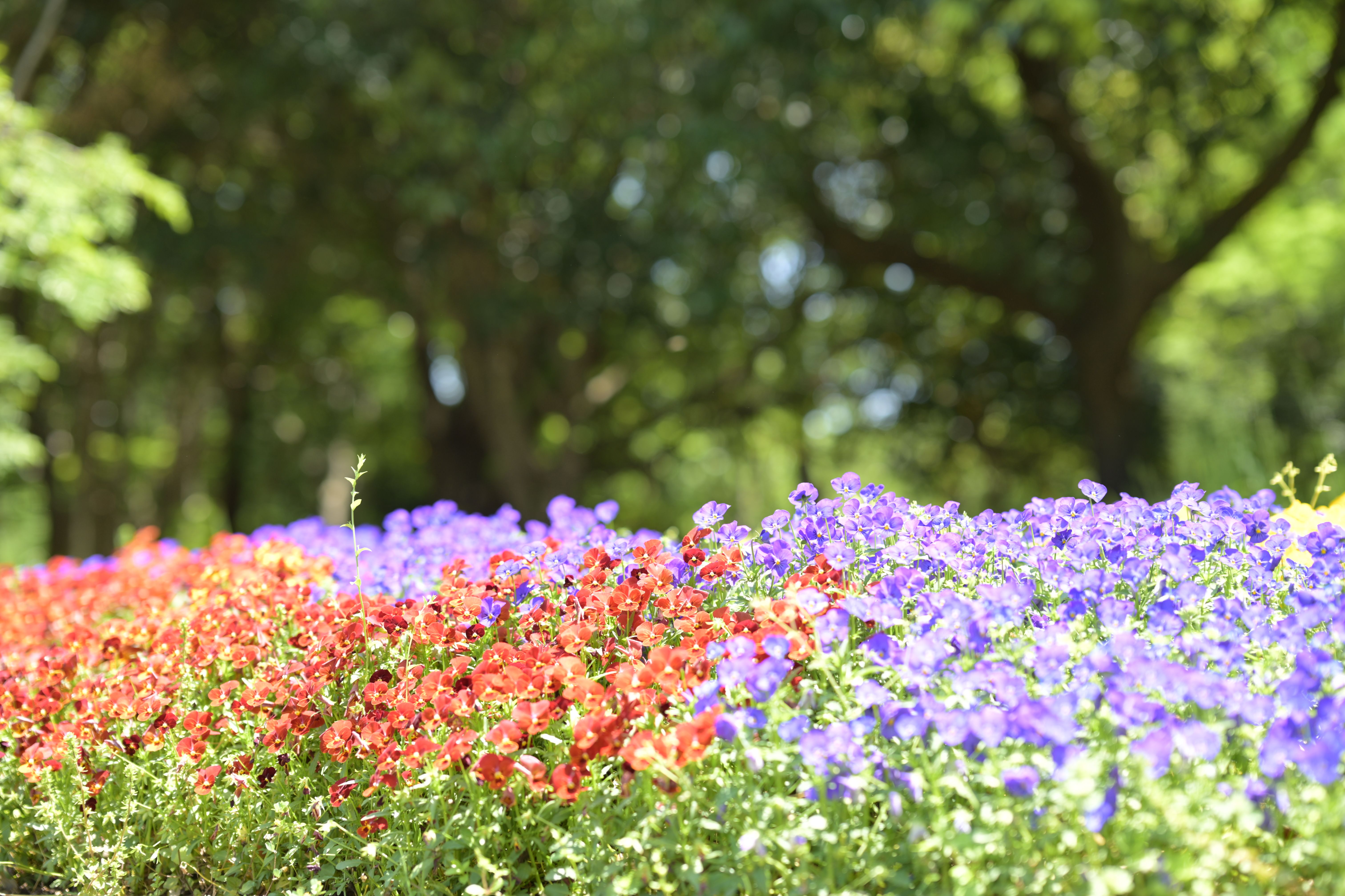 Image in a image block