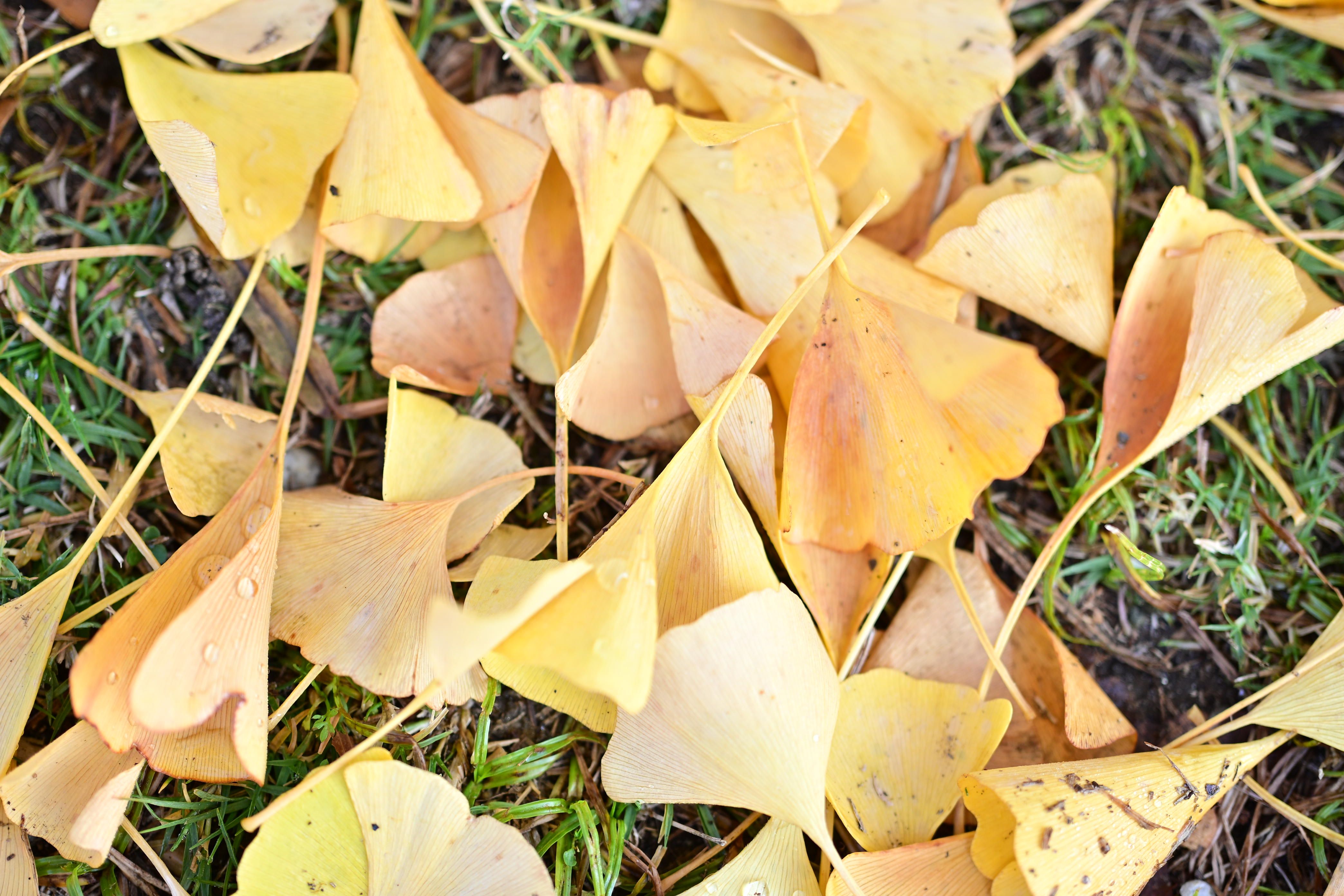 Image in a image block