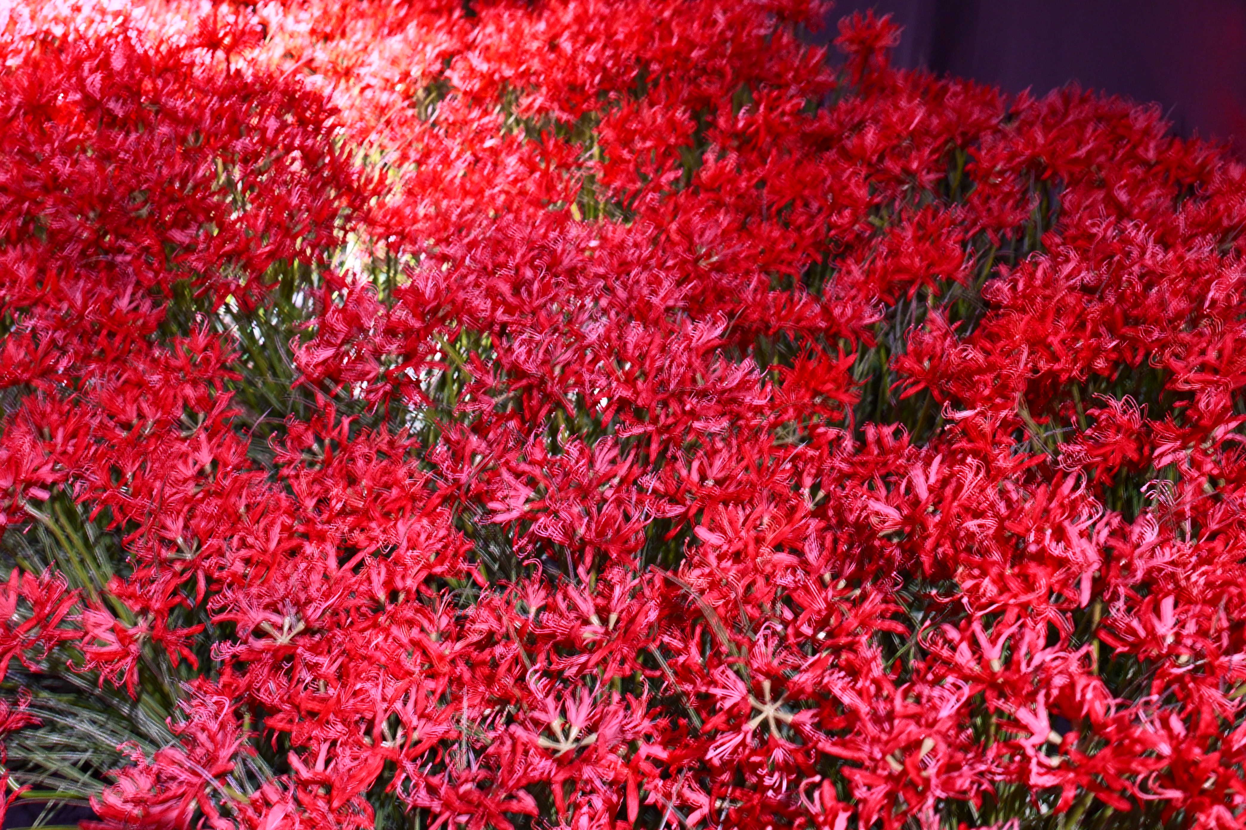 Image in a image block