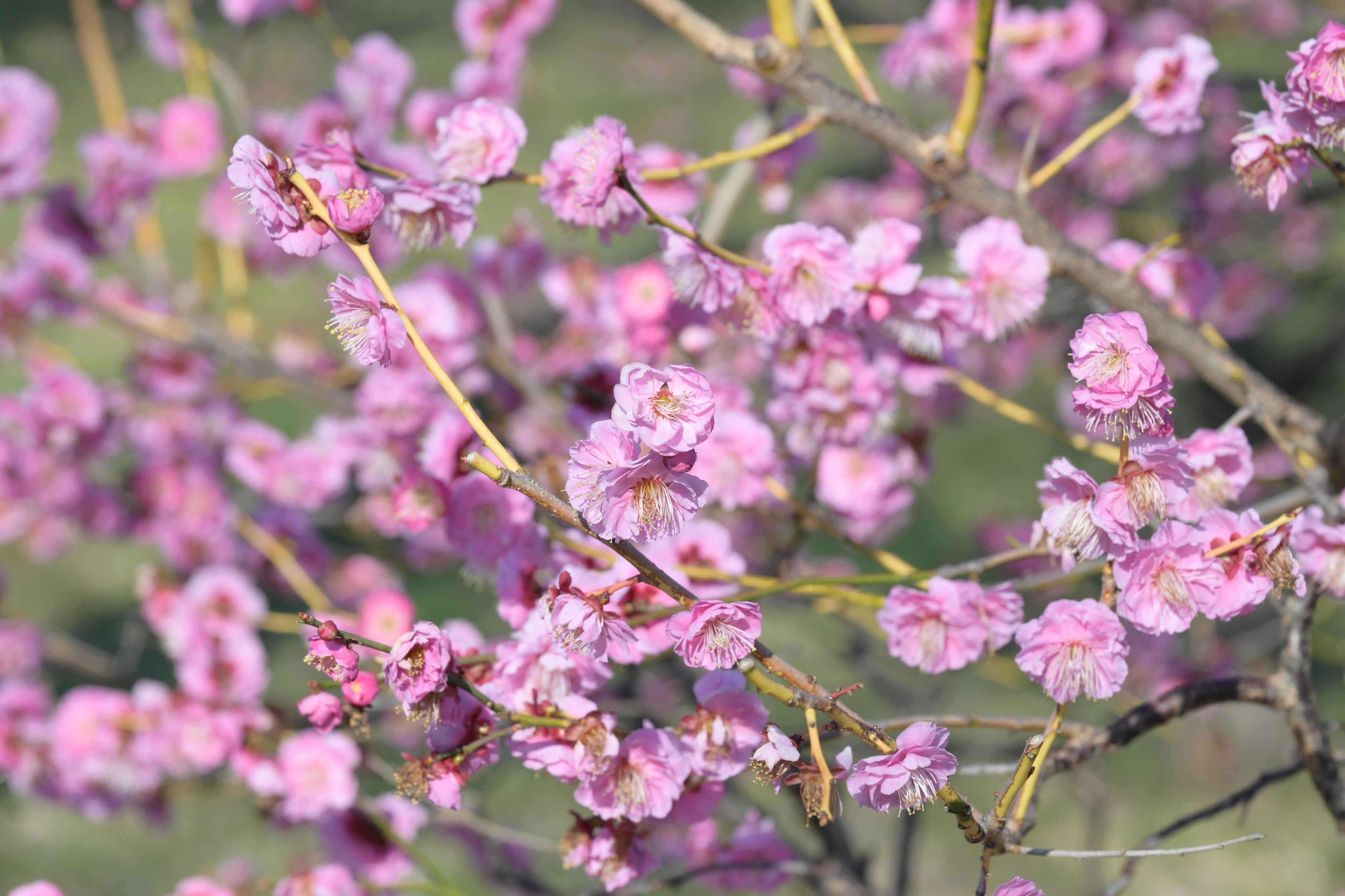 Image in a image block