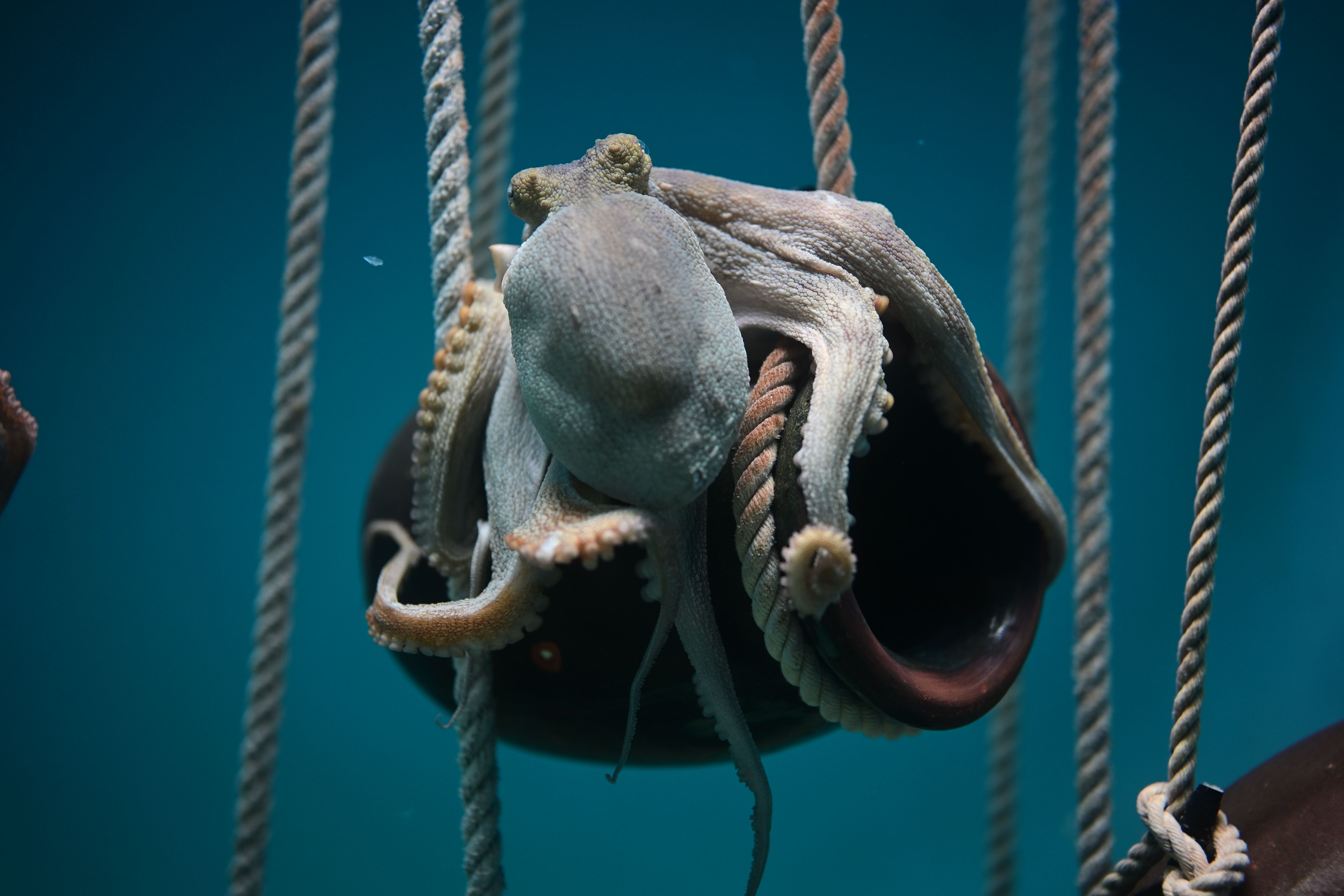 Image in a image block