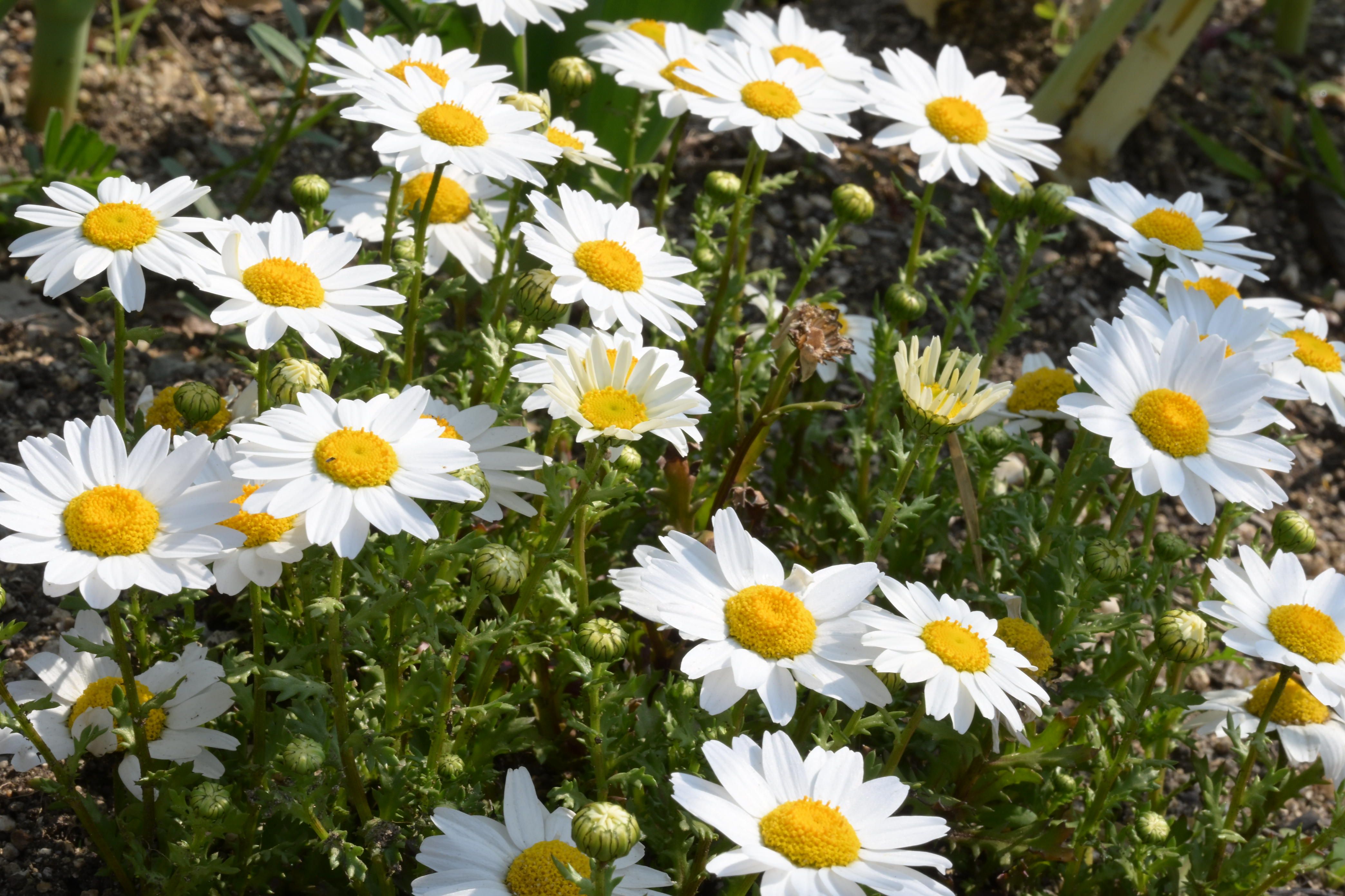 Image in a image block