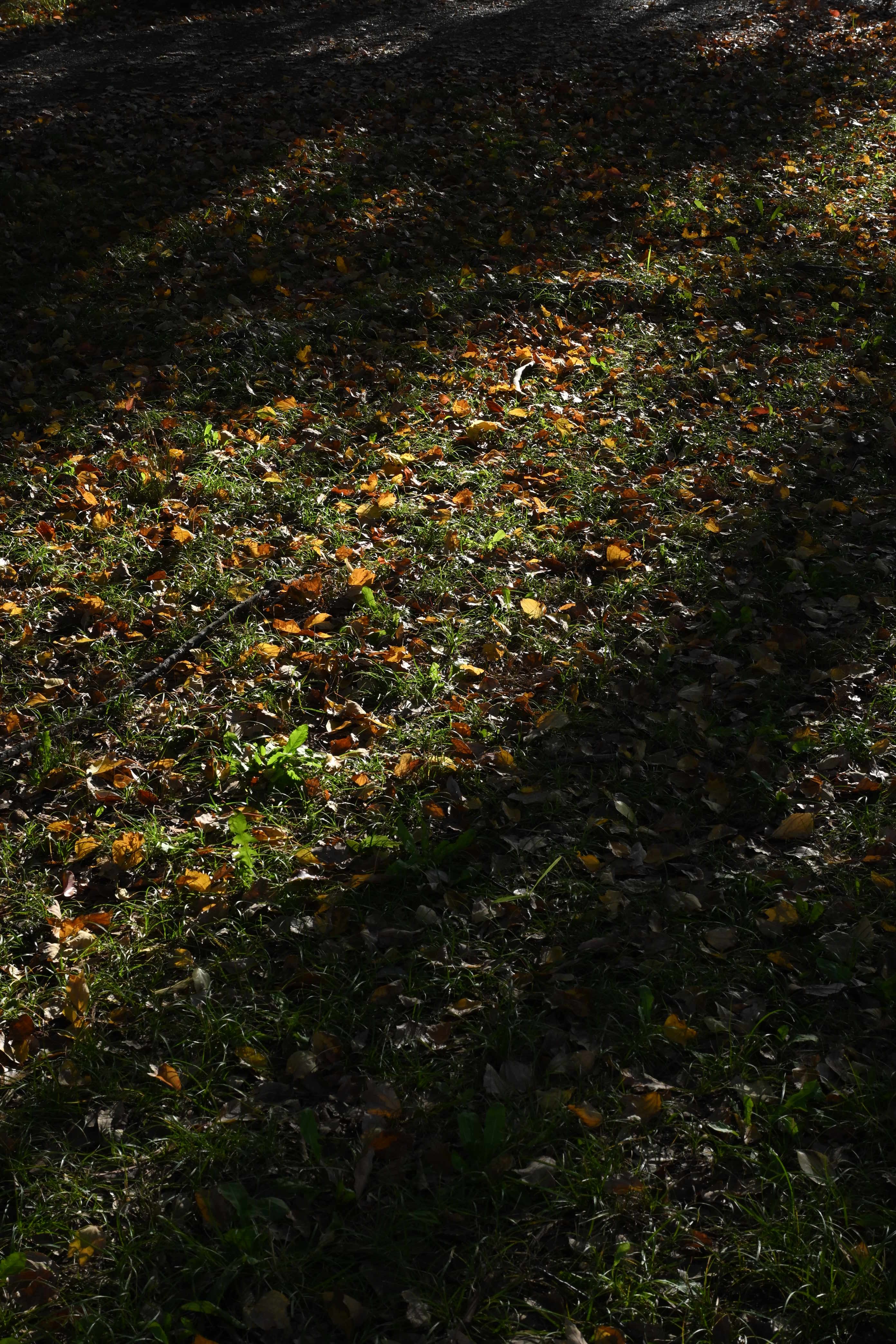 Image in a image block