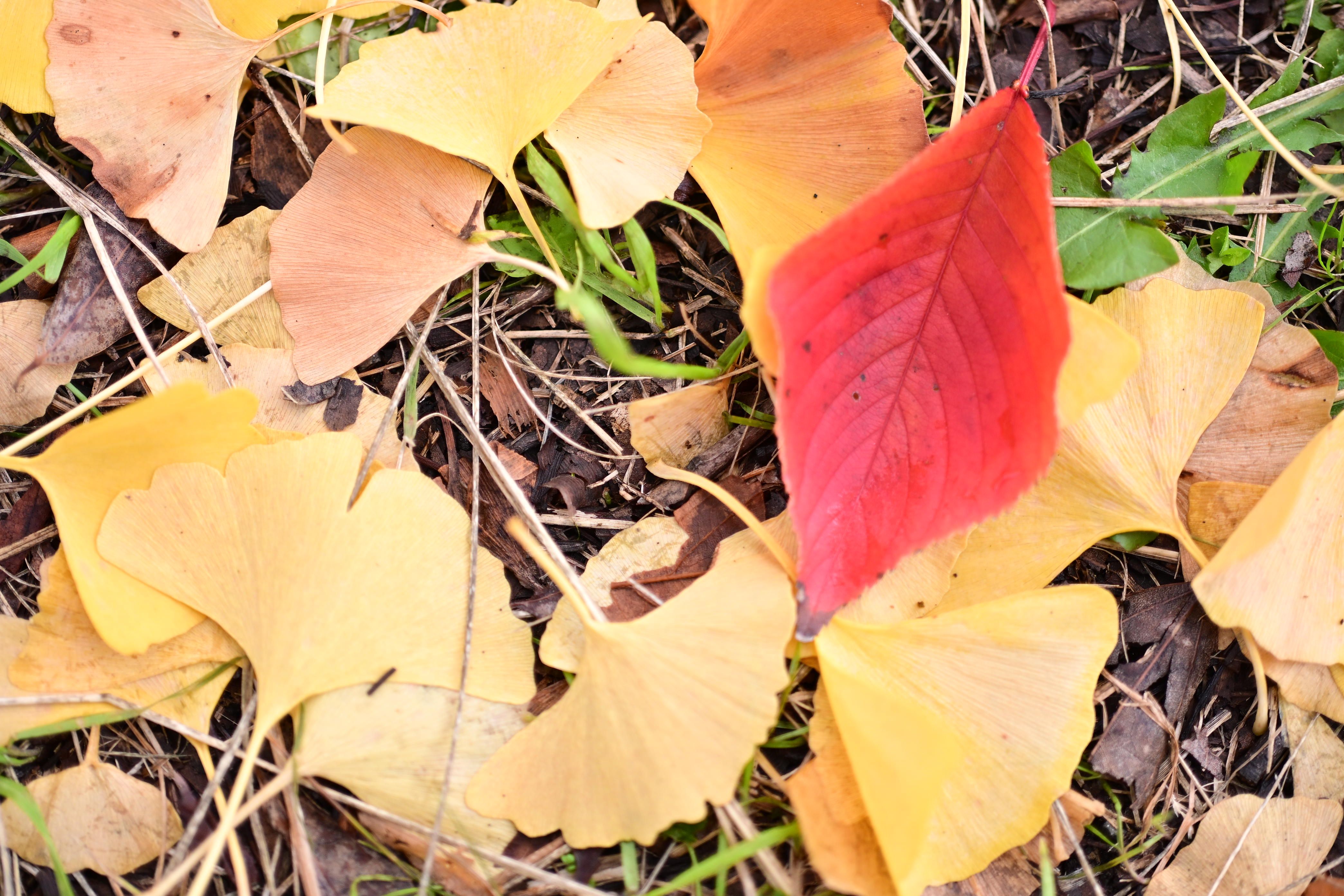 Image in a image block