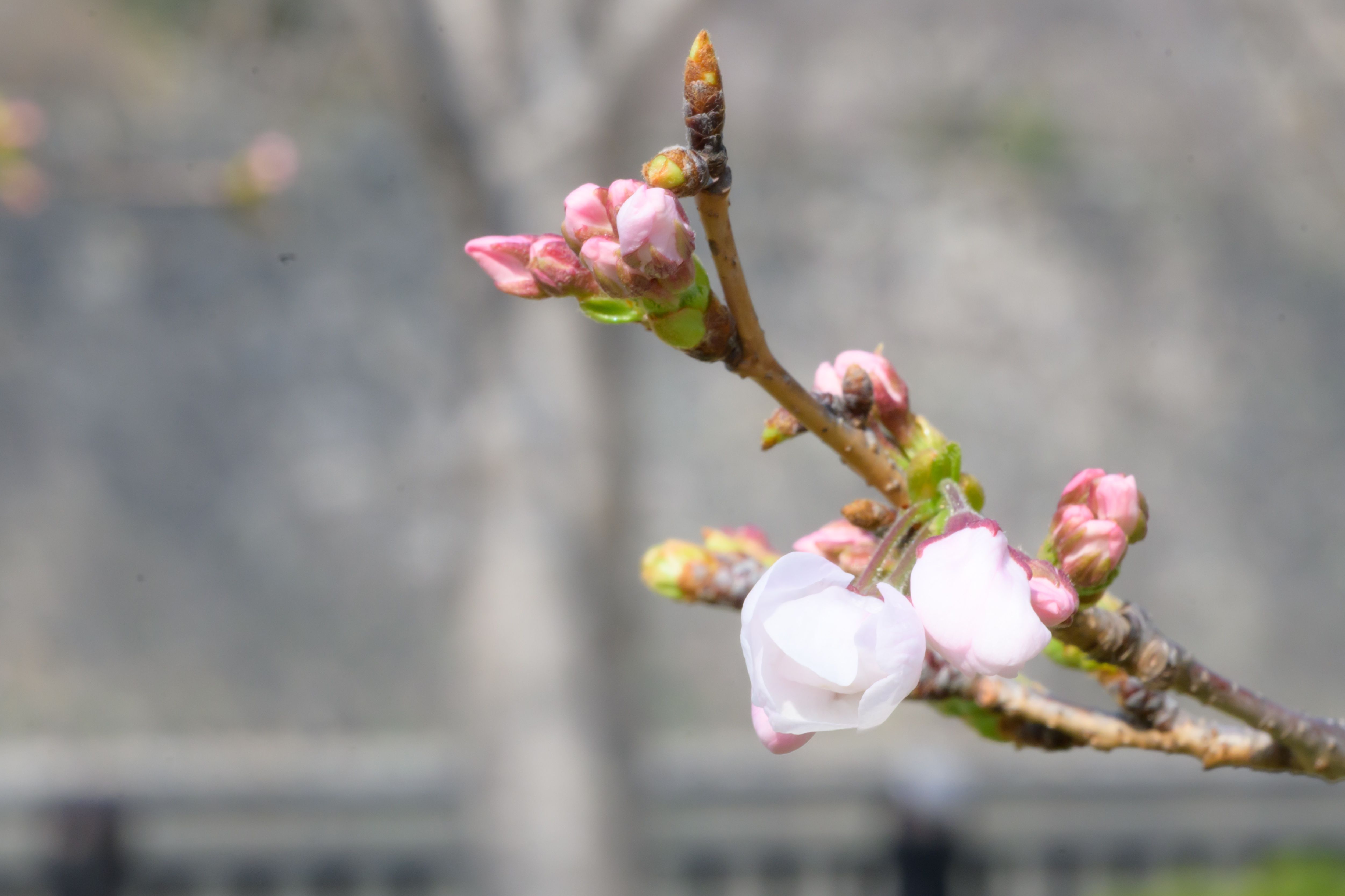 Image in a image block