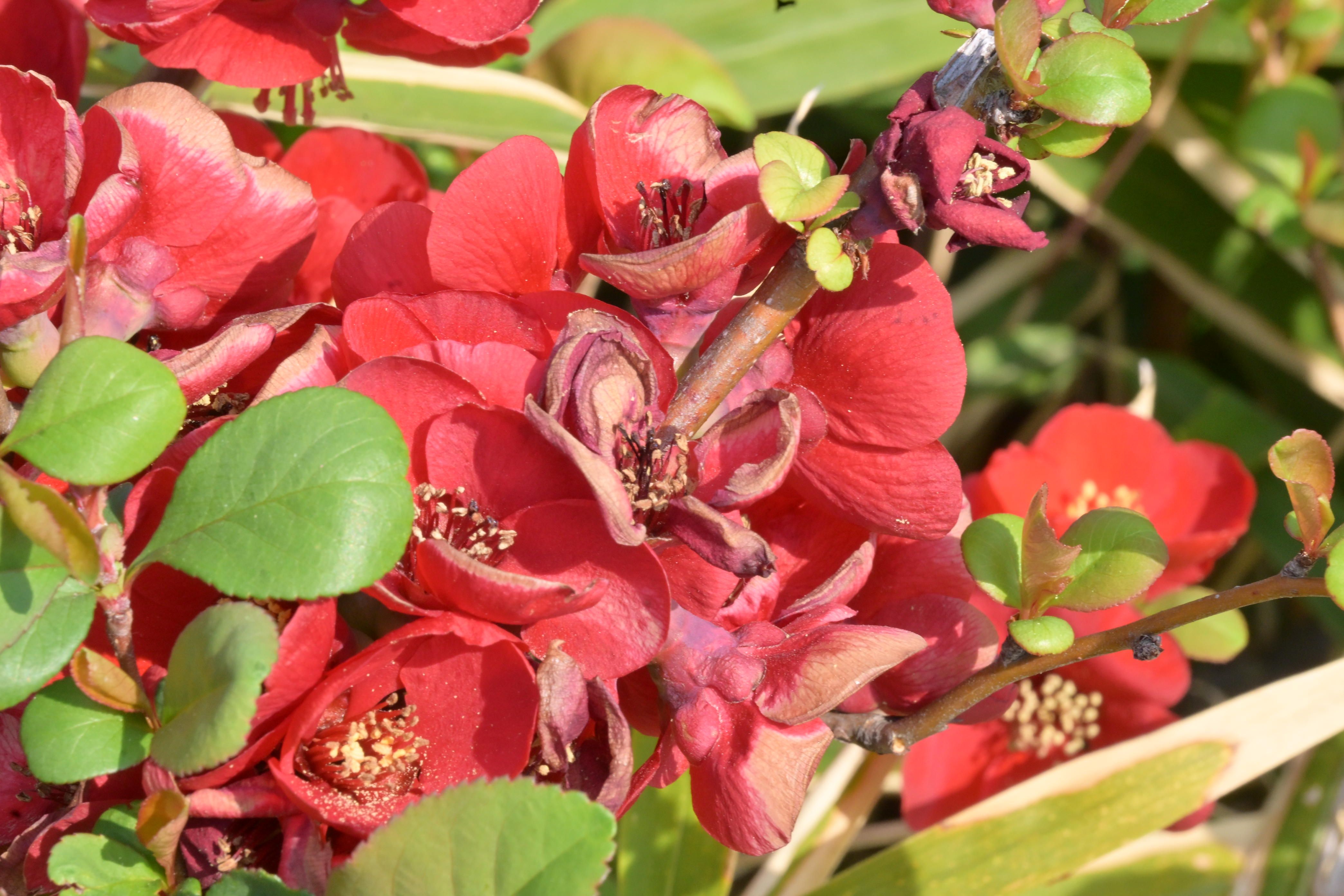 Image in a image block