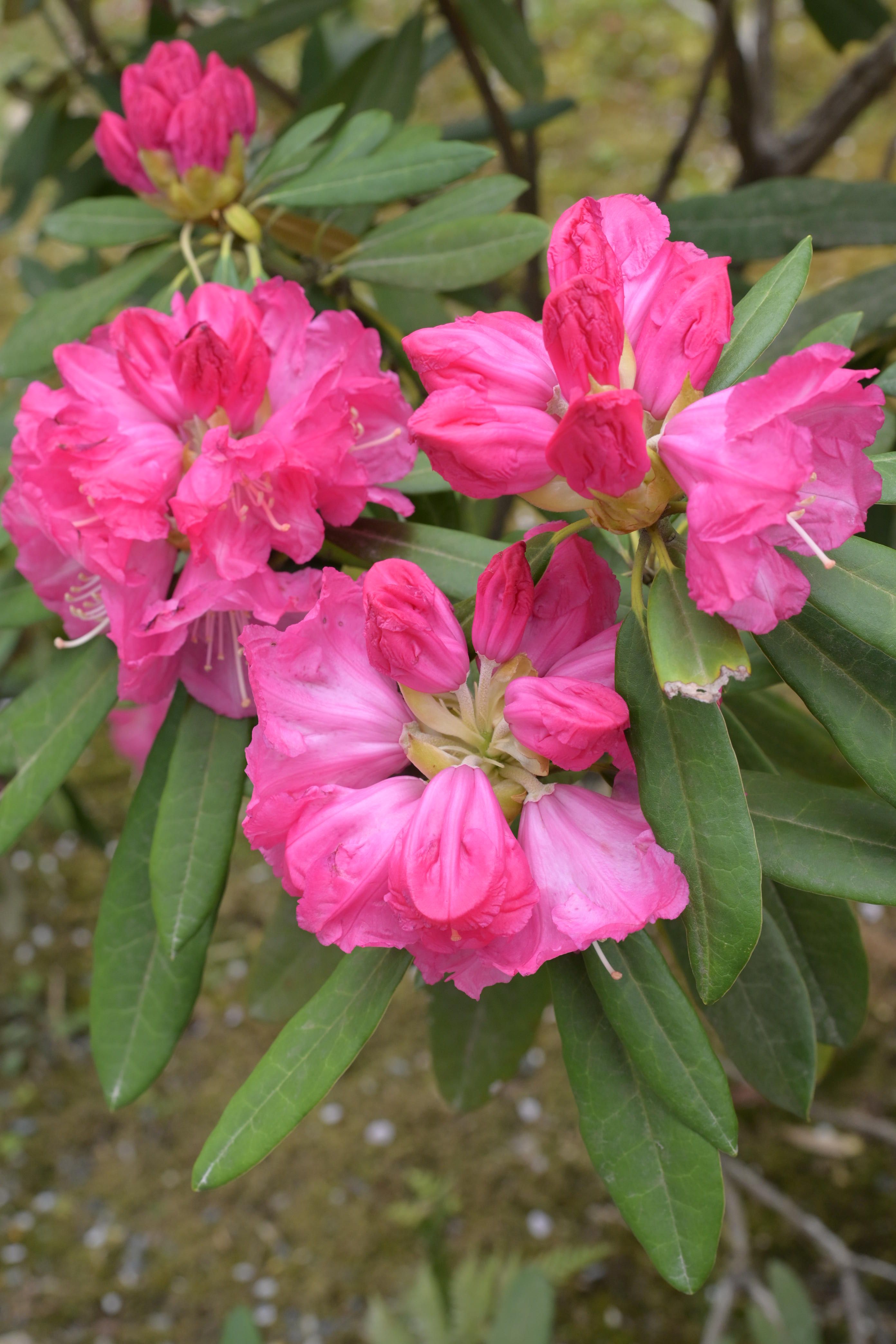 Image in a image block