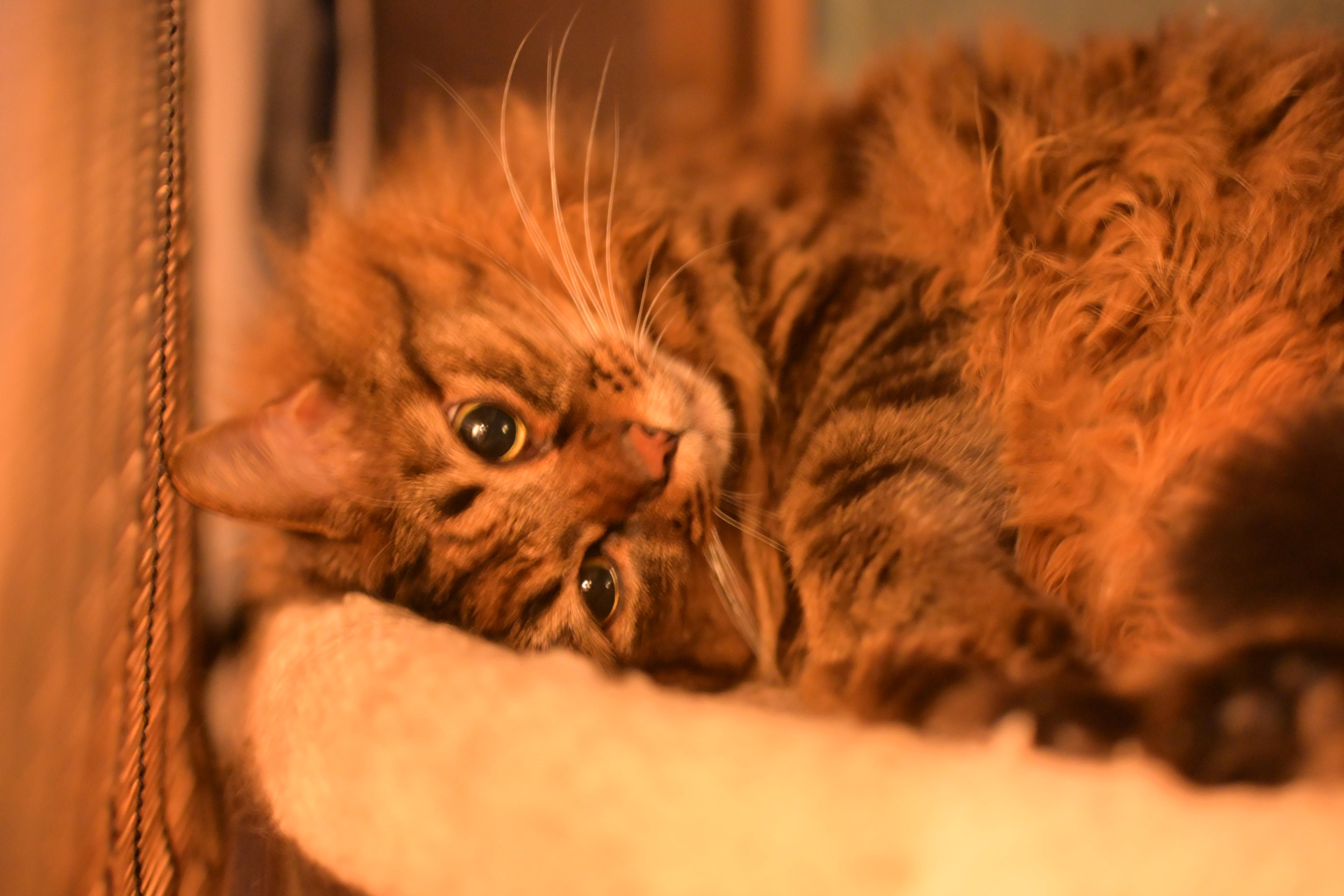 Image in a image block