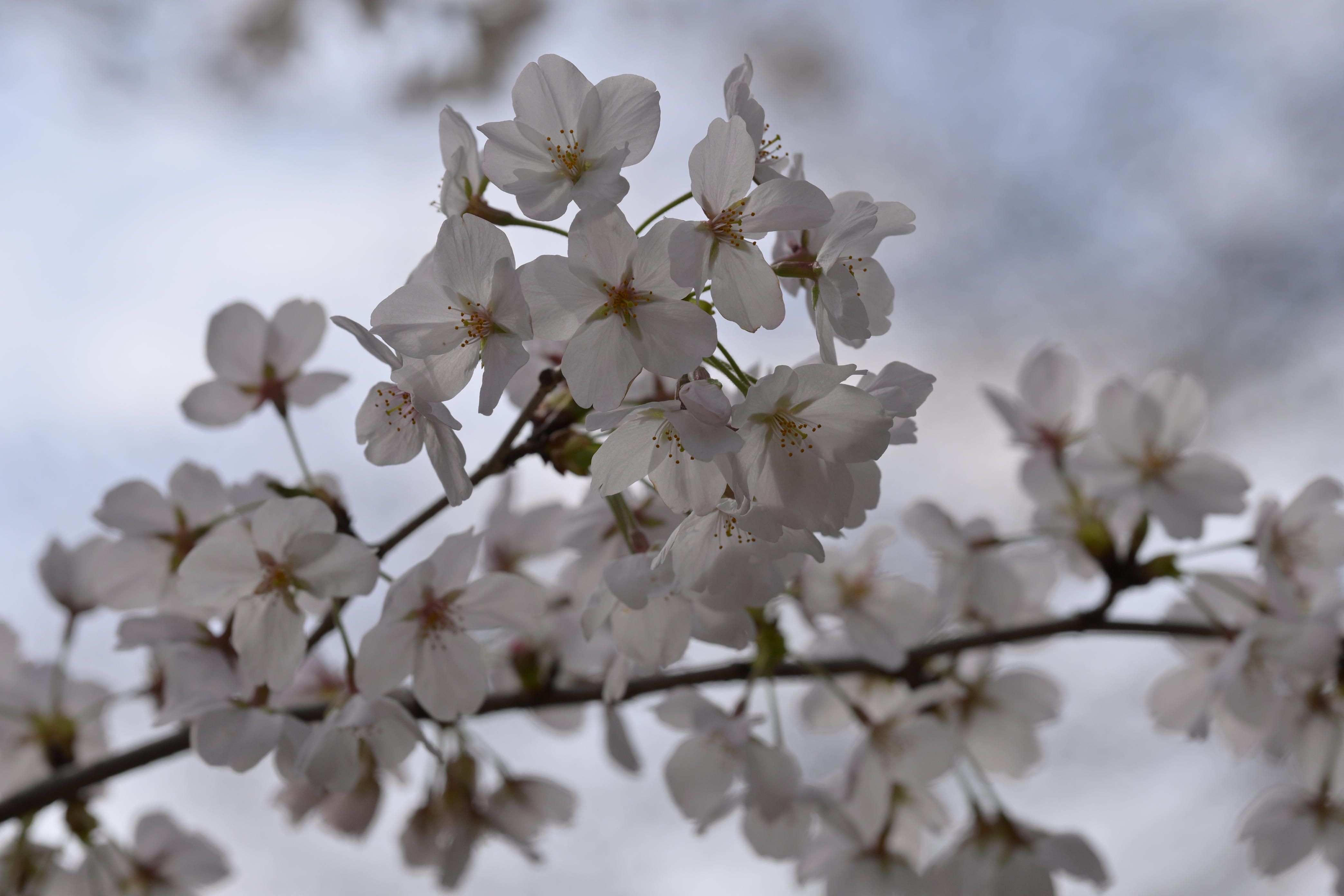 Image in a image block