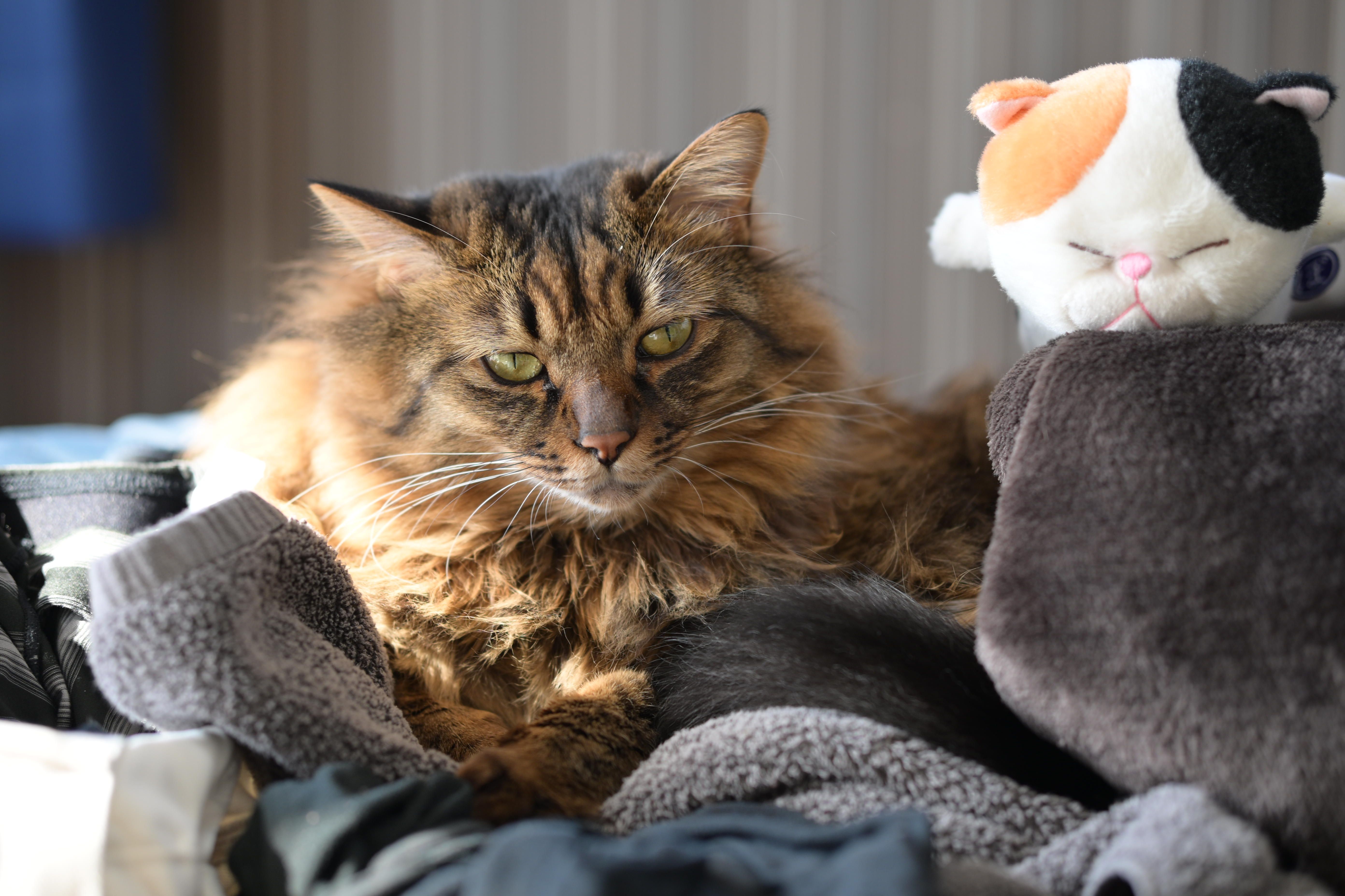 Image in a image block