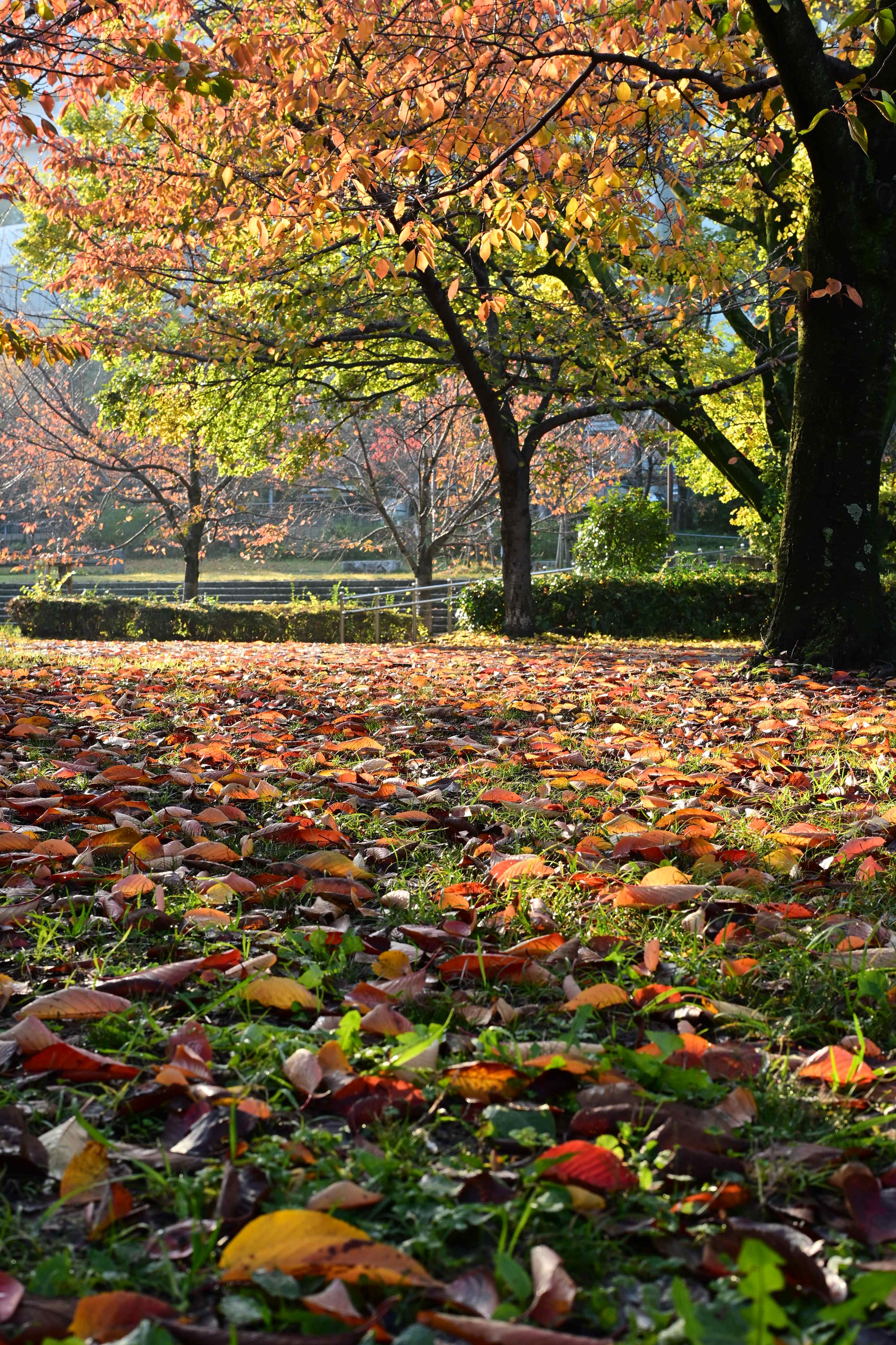 Image in a image block