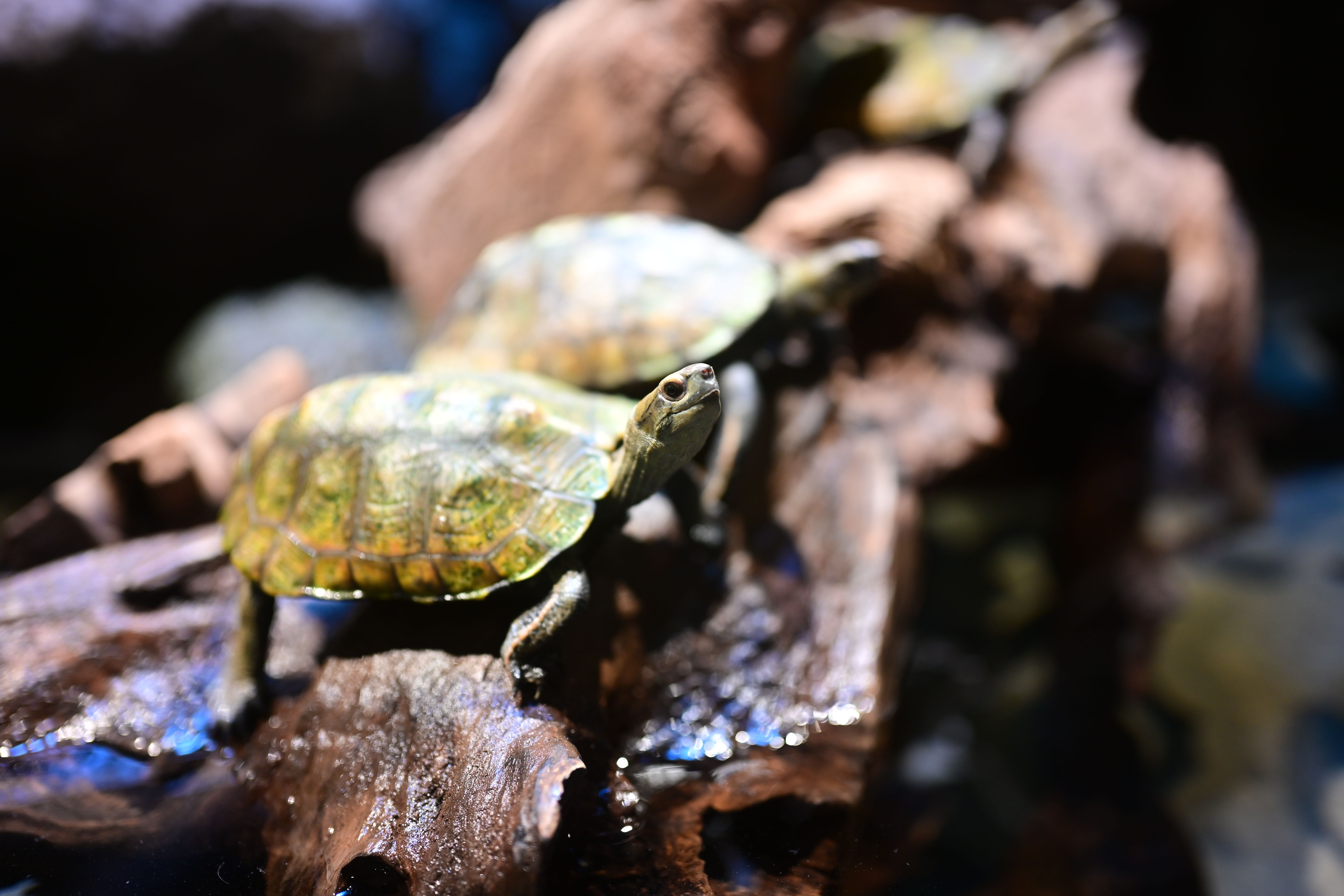 Image in a image block