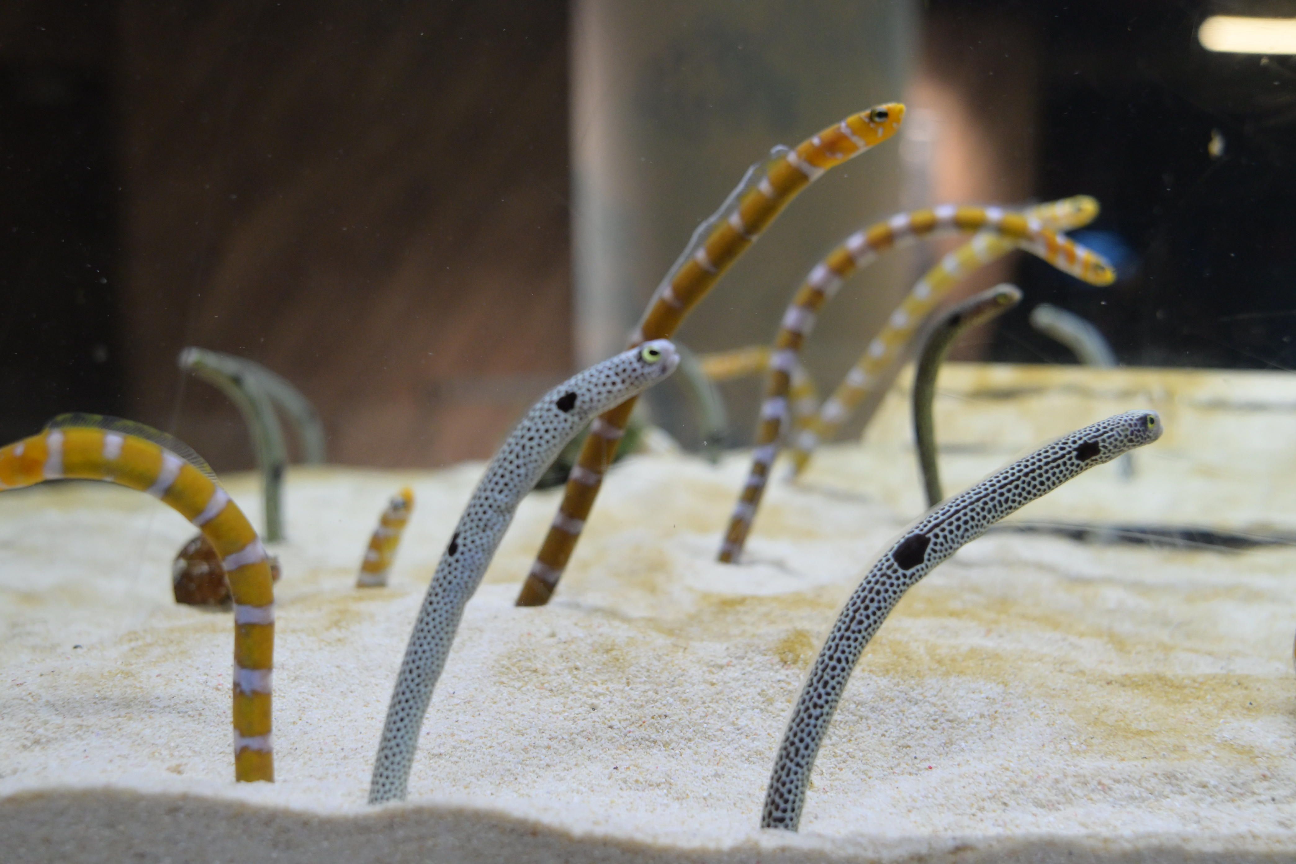 Image in a image block