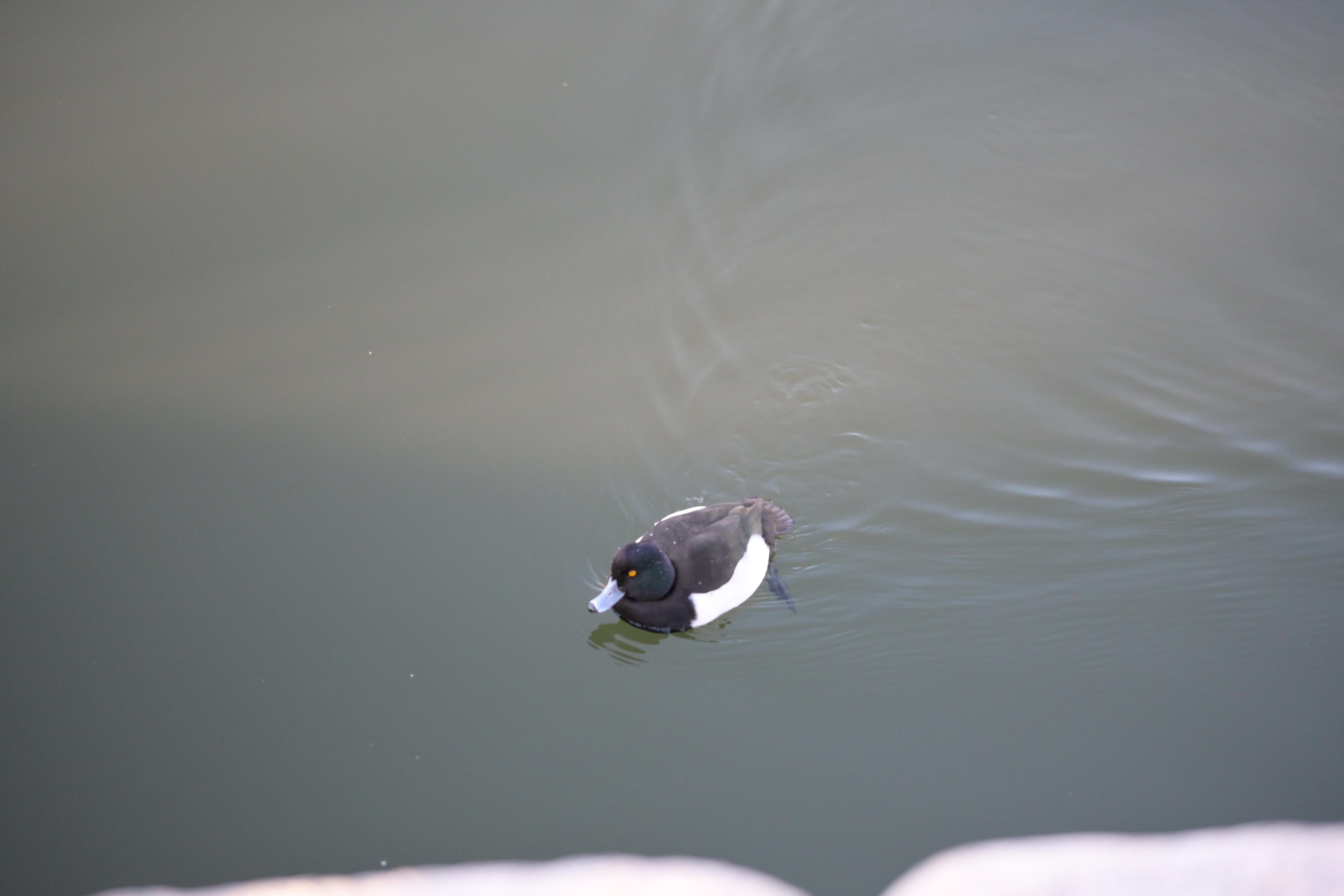 Image in a image block