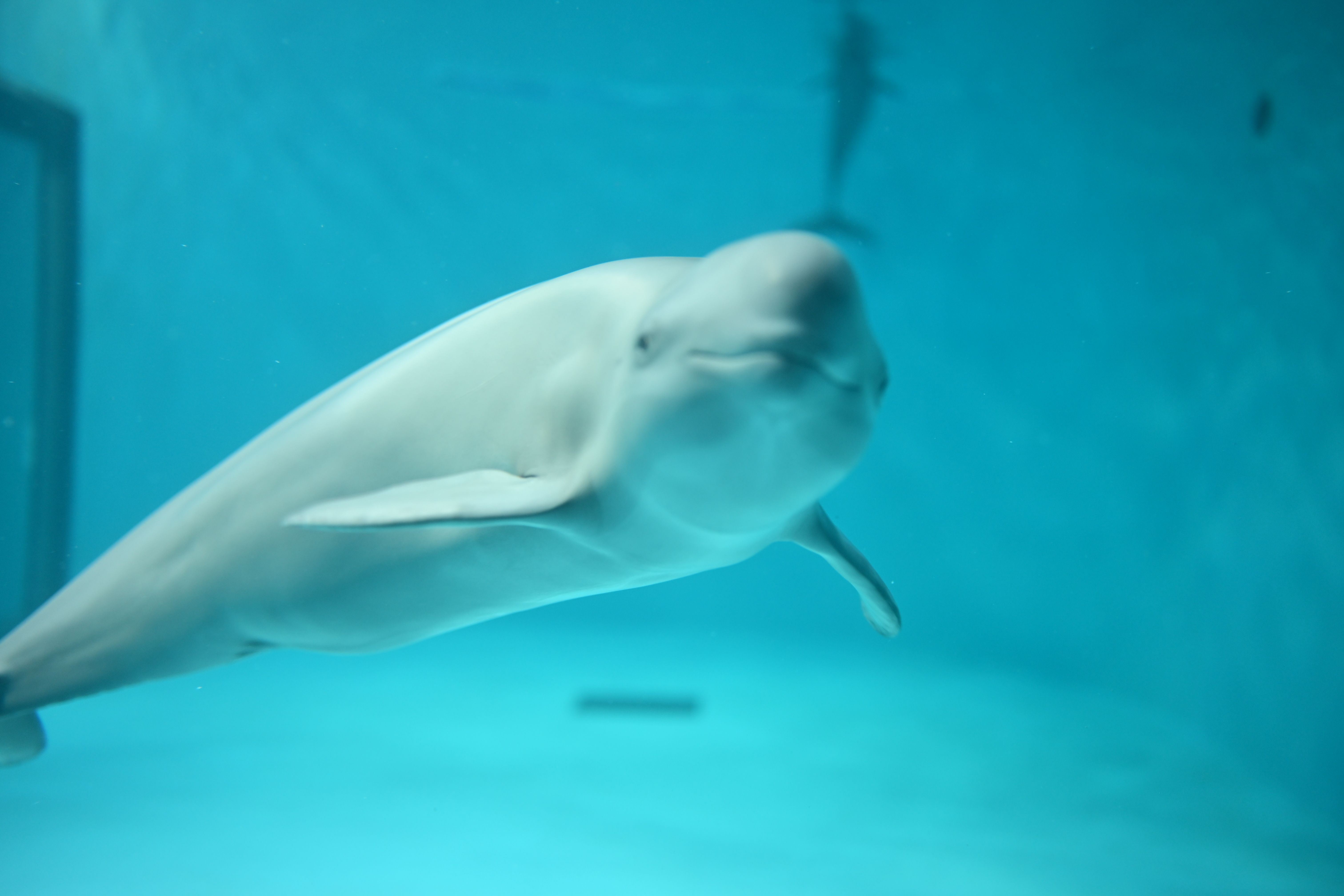 Image in a image block