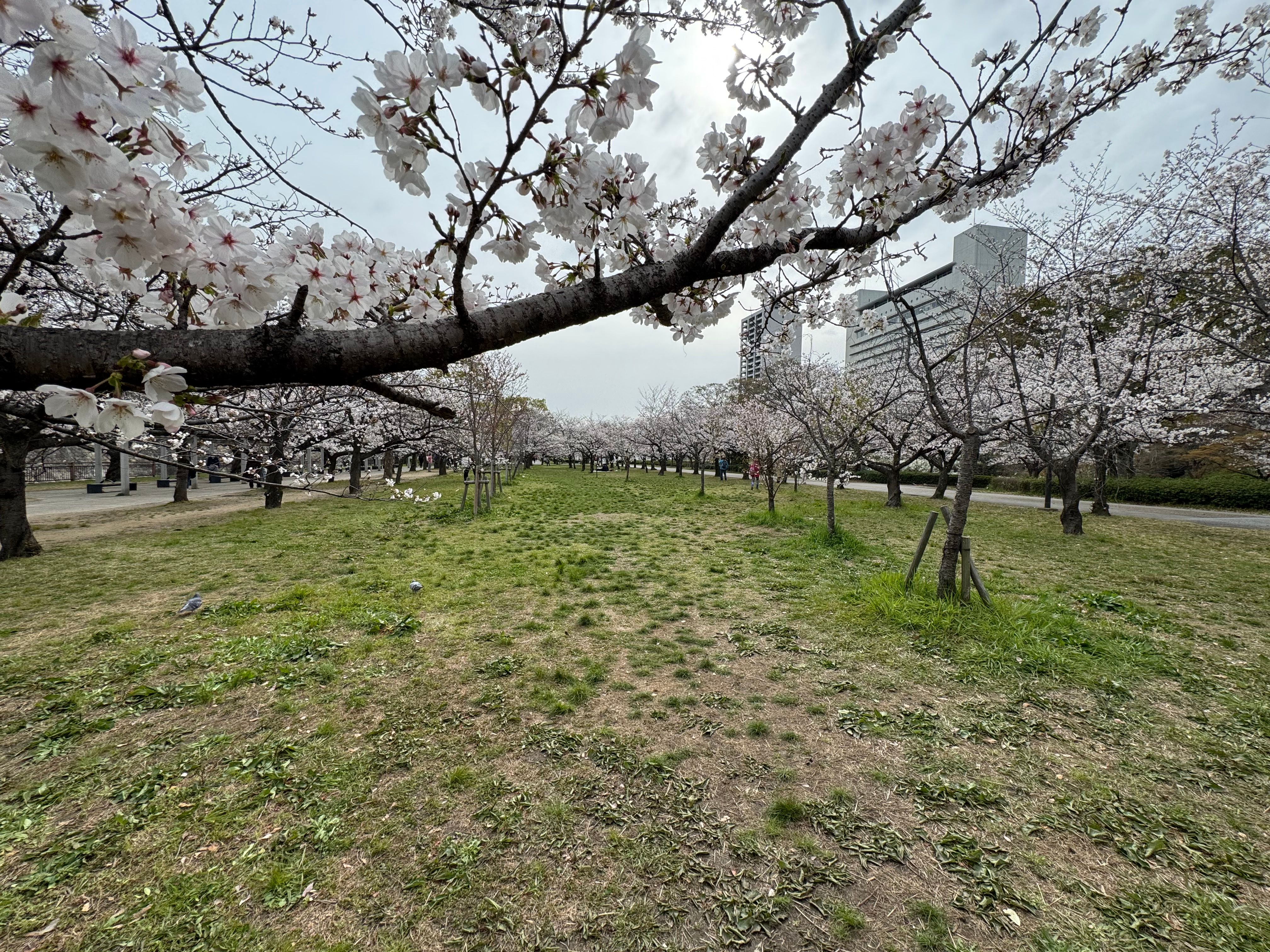 Image in a image block