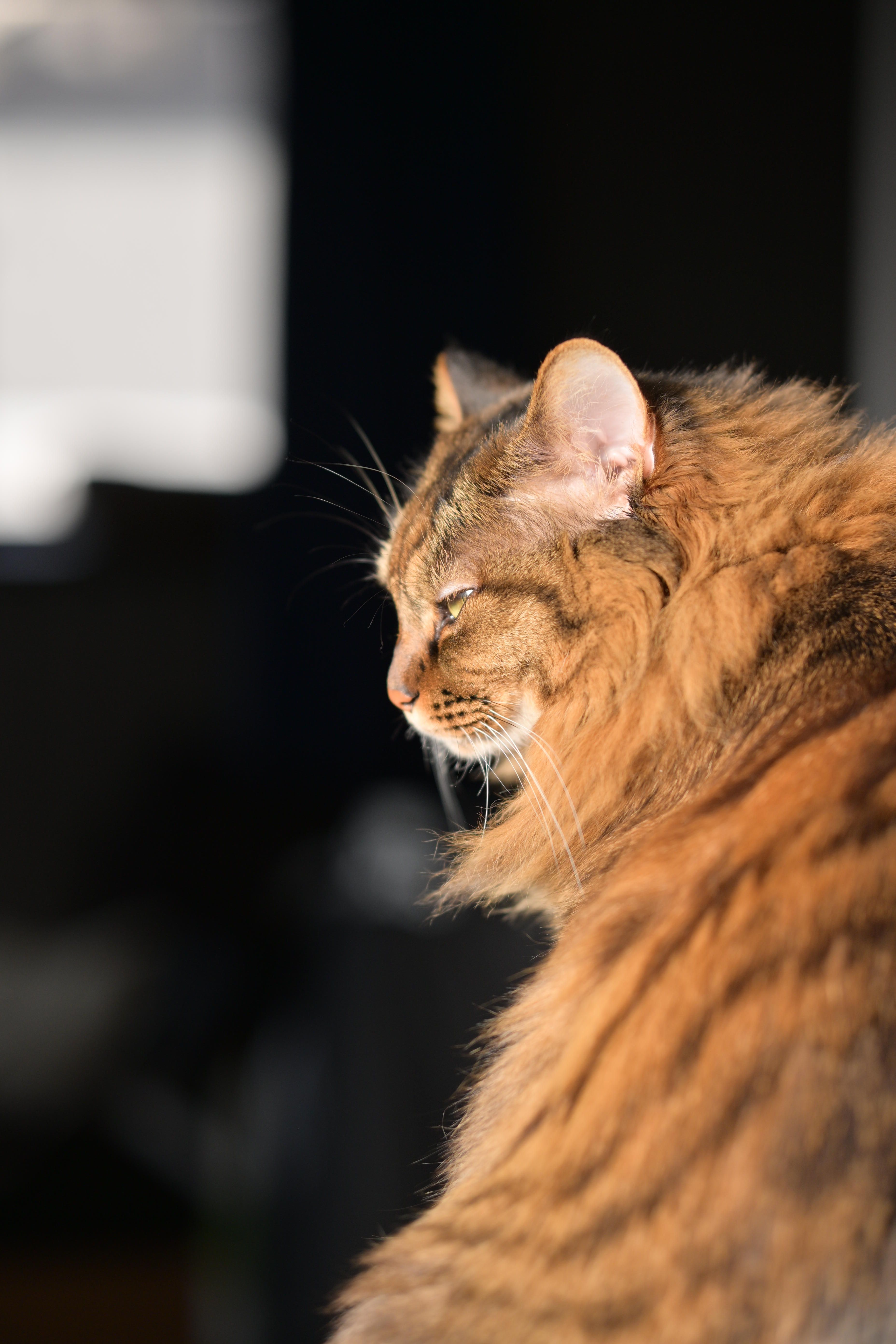 Image in a image block