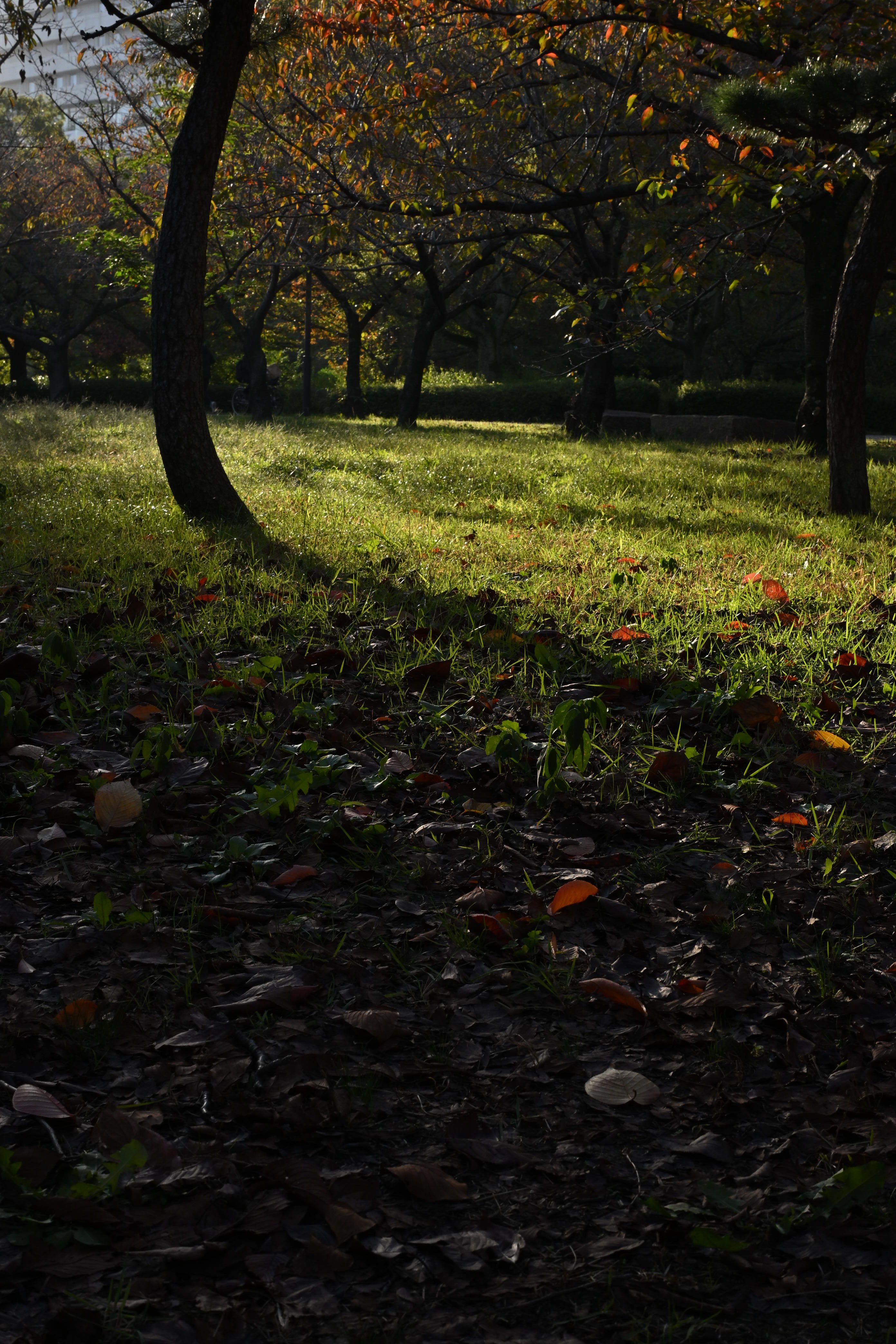 Image in a image block